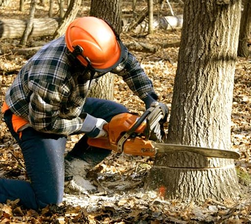 Tree Removal in Marina, CA